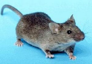 ratón doméstico (400x277)
