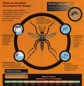 ciclo del dengue
