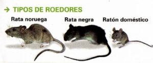 tipos de roedores (161x130) (404x167)