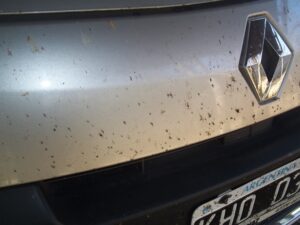 Insectos en auto, por Aunarsi