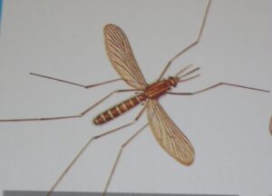 mosquito culex