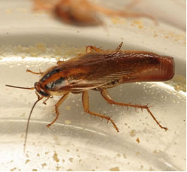 cucaracha germánica