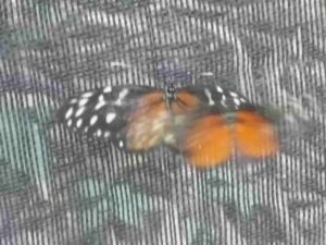 Mariposas en cortejo
