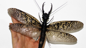 insecto gigante