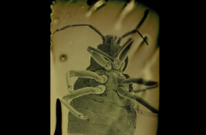 selfie de insecto