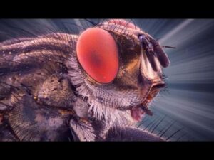 Mosca