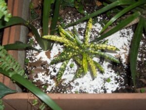caracoles (400x300)