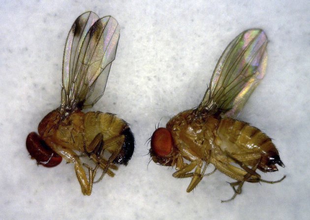 6 unidades de un tamaño Gilchrist moscas Bibio mojado moscas